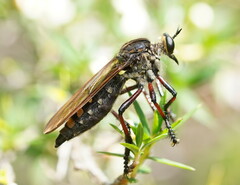 Chrysopogon muelleri