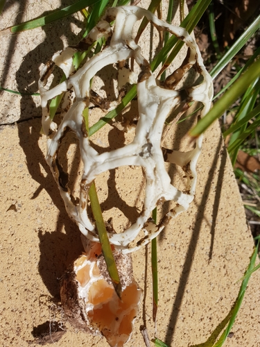 Ileodictyon gracile image