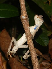 Anolis chrysolepis