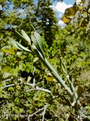 Senecioninae