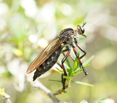 Chrysopogon muelleri