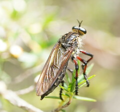 Chrysopogon muelleri
