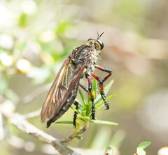 Chrysopogon muelleri