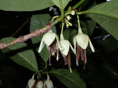 Crossostylis grandiflora