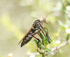 Chrysopogon muelleri