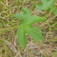 Passiflora cinnabarina