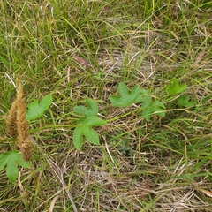 Passiflora cinnabarina