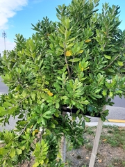 Planchonella costata