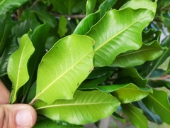 Planchonella costata