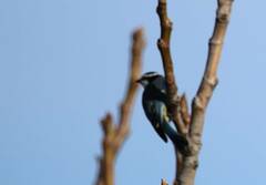 Cyanistes teneriffae