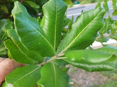 Planchonella costata