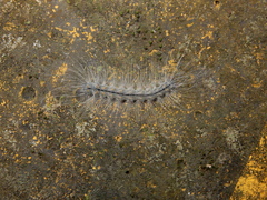 Chrysaeglia magnifica