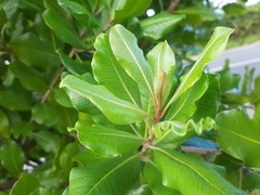 Planchonella costata