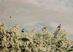 Turdus torquatus