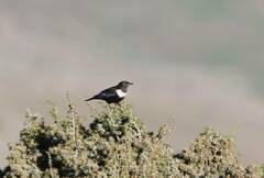 Turdus torquatus