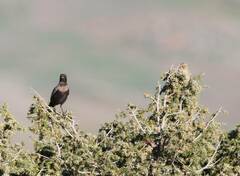Turdus torquatus