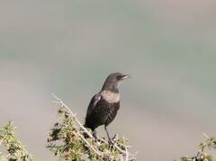 Turdus torquatus