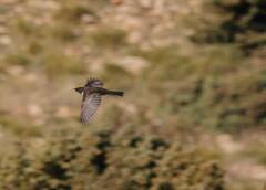Turdus torquatus