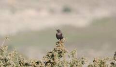 Turdus torquatus