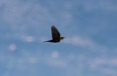 Turdus torquatus