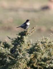 Turdus torquatus