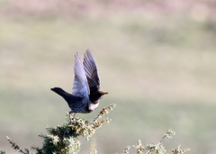 Turdus torquatus