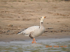 Anser indicus