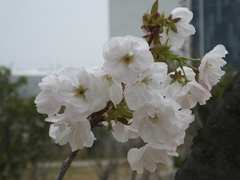 Prunus serrulata