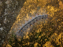 Chrysaeglia magnifica