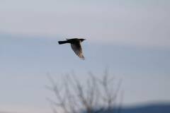 Turdus torquatus