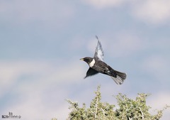 Turdus torquatus
