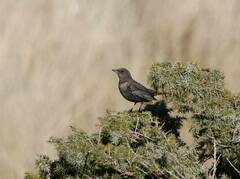 Turdus torquatus