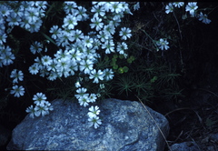 Cerastium uniflorum