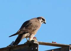 Falco biarmicus