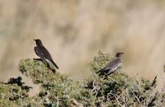 Turdus torquatus
