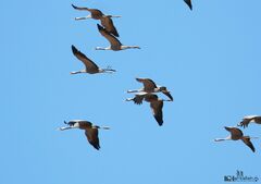 Grus grus