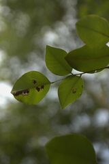 Pterocarpus santalinus