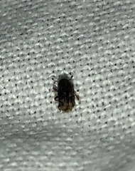 Chaetoptelius mundulus