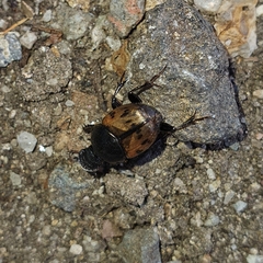 Onthophagus japonicus