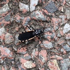 Ectrychotes andreae