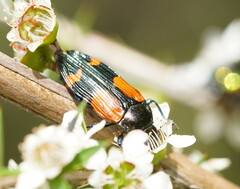 Castiarina pulchripes