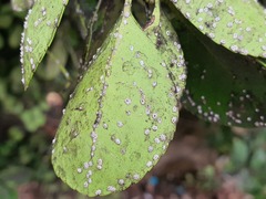 Ceroplastes japonicus