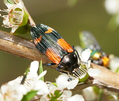 Castiarina pulchripes