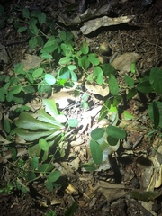 Desmodium rotundifolium