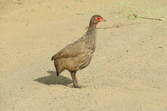 Pternistis swainsonii swainsonii