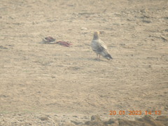 Neophron percnopterus