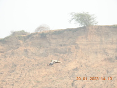 Neophron percnopterus