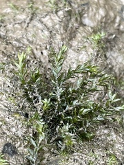 Cinclidotus fontinaloides