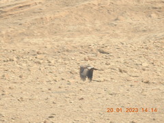 Neophron percnopterus