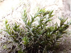 Cinclidotus fontinaloides